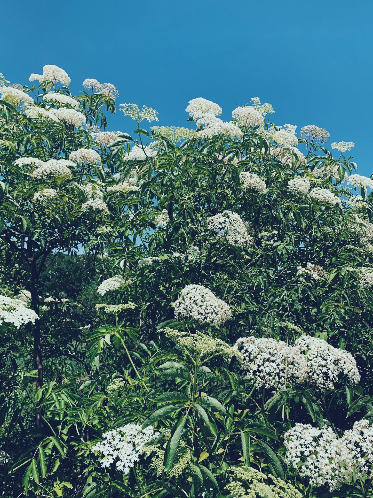 Dried Elderflowers