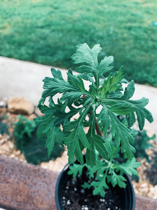 Mugwort Live Plant