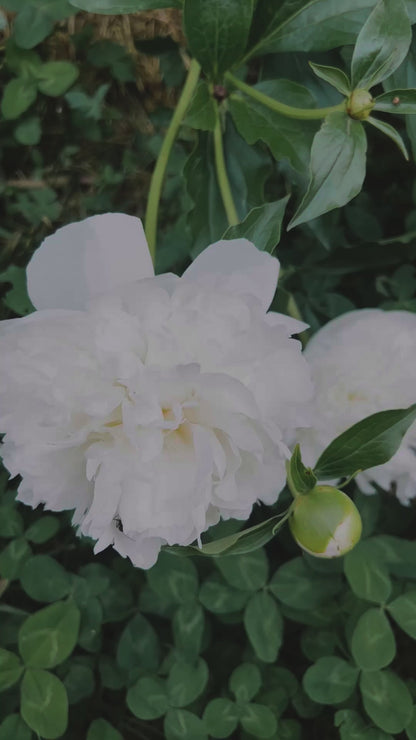 Peony Tincture