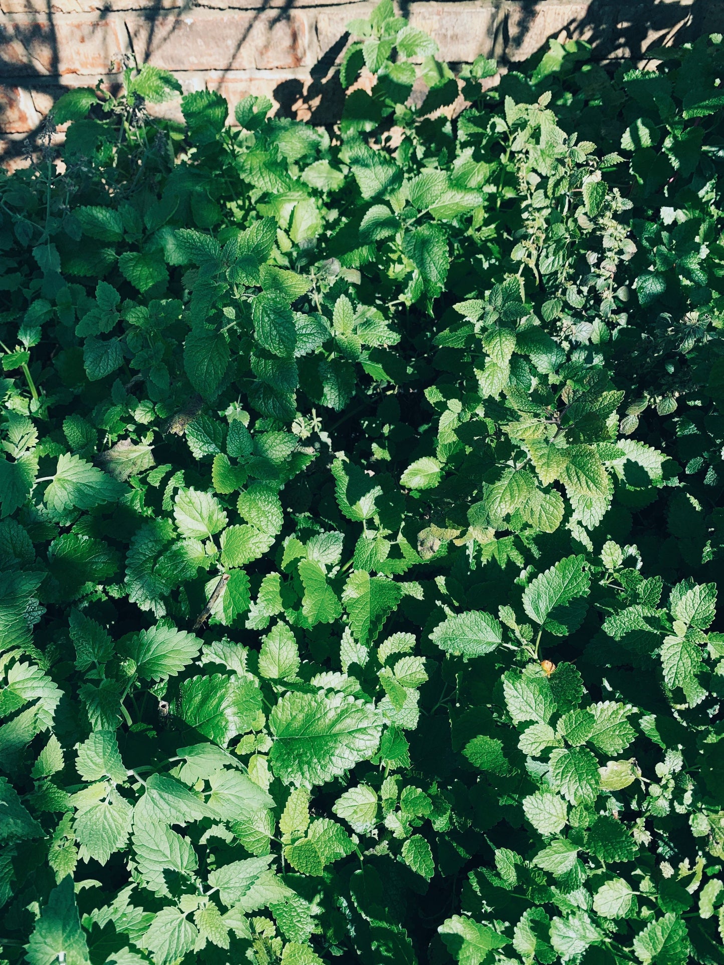 Lemon Balm Tincture