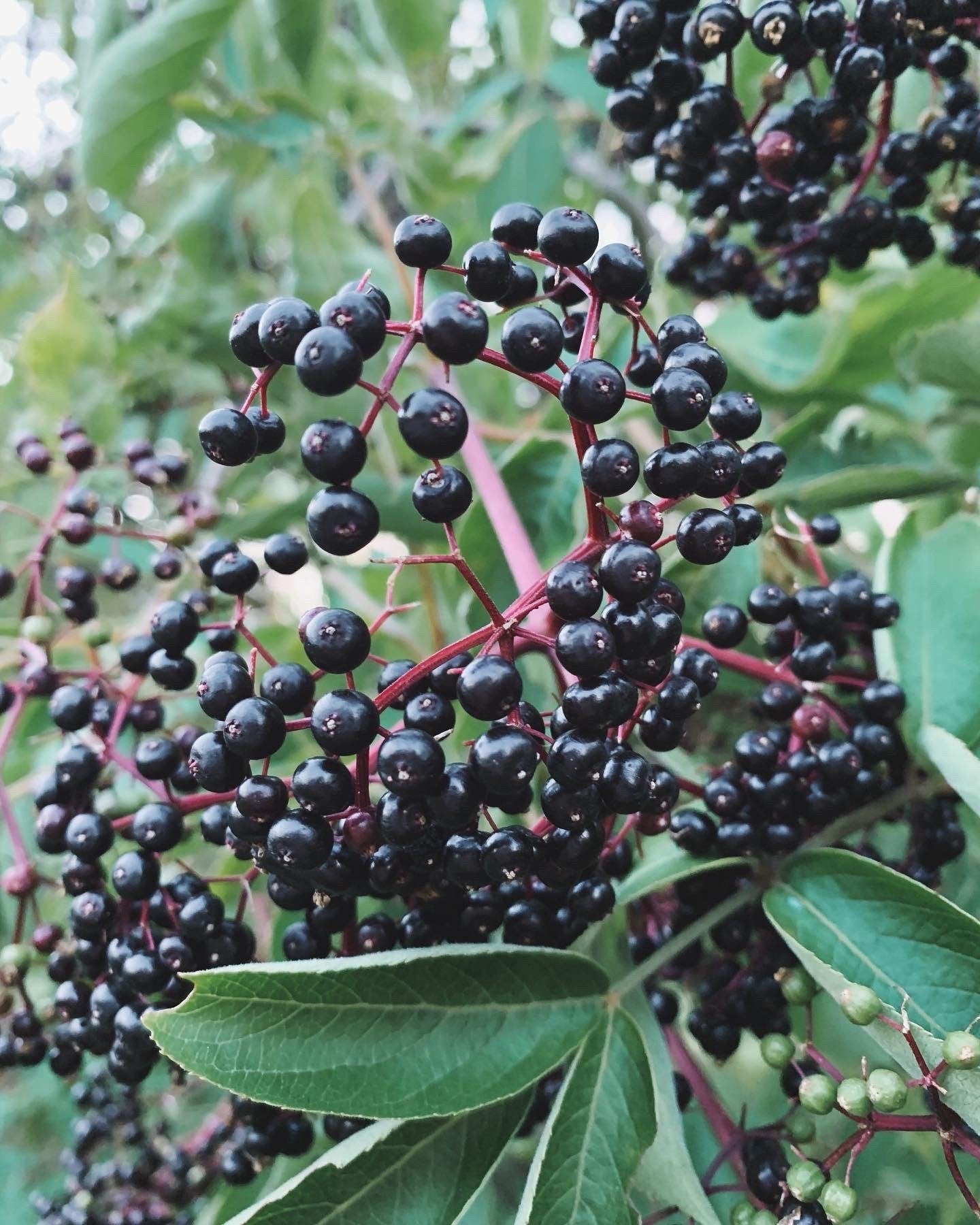 Elderberry Syrup