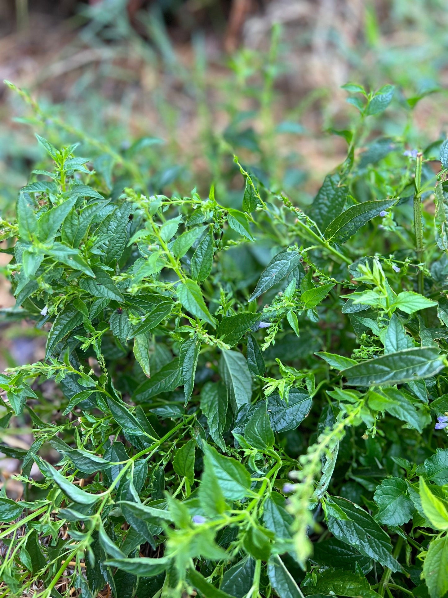 Skullcap Tincture