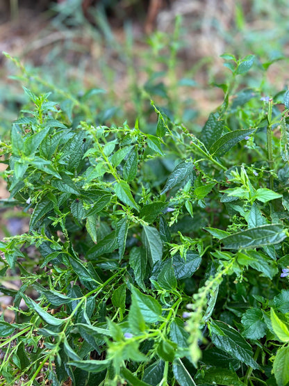 Skullcap Tincture