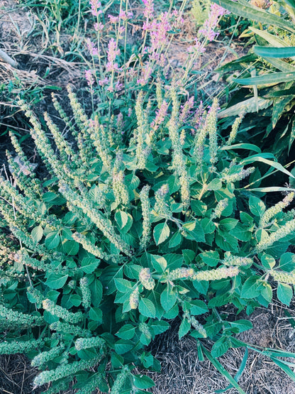 Tulsi Oxymel