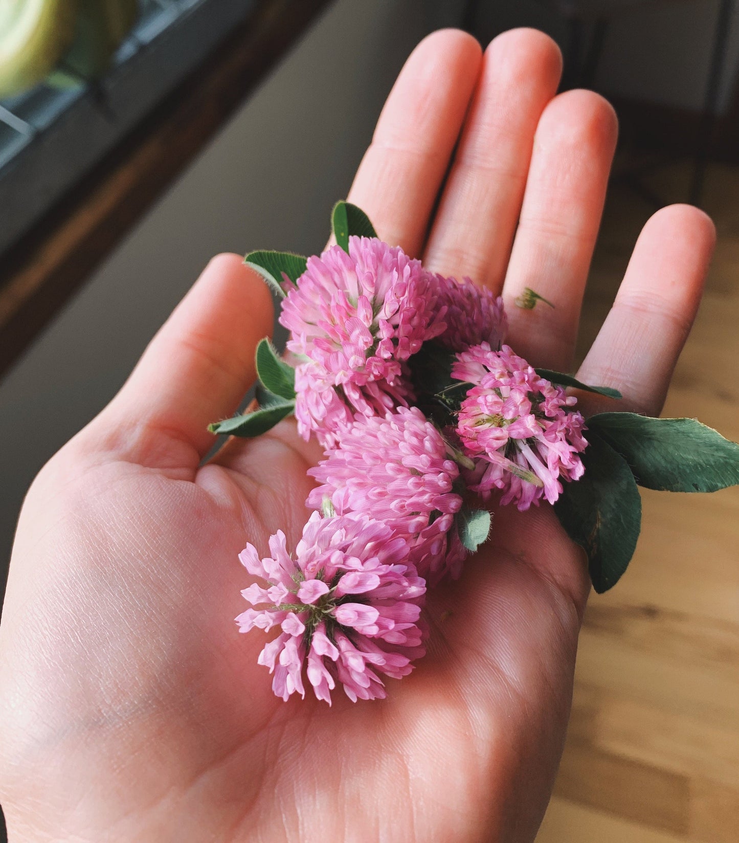 Red Clover Tincture