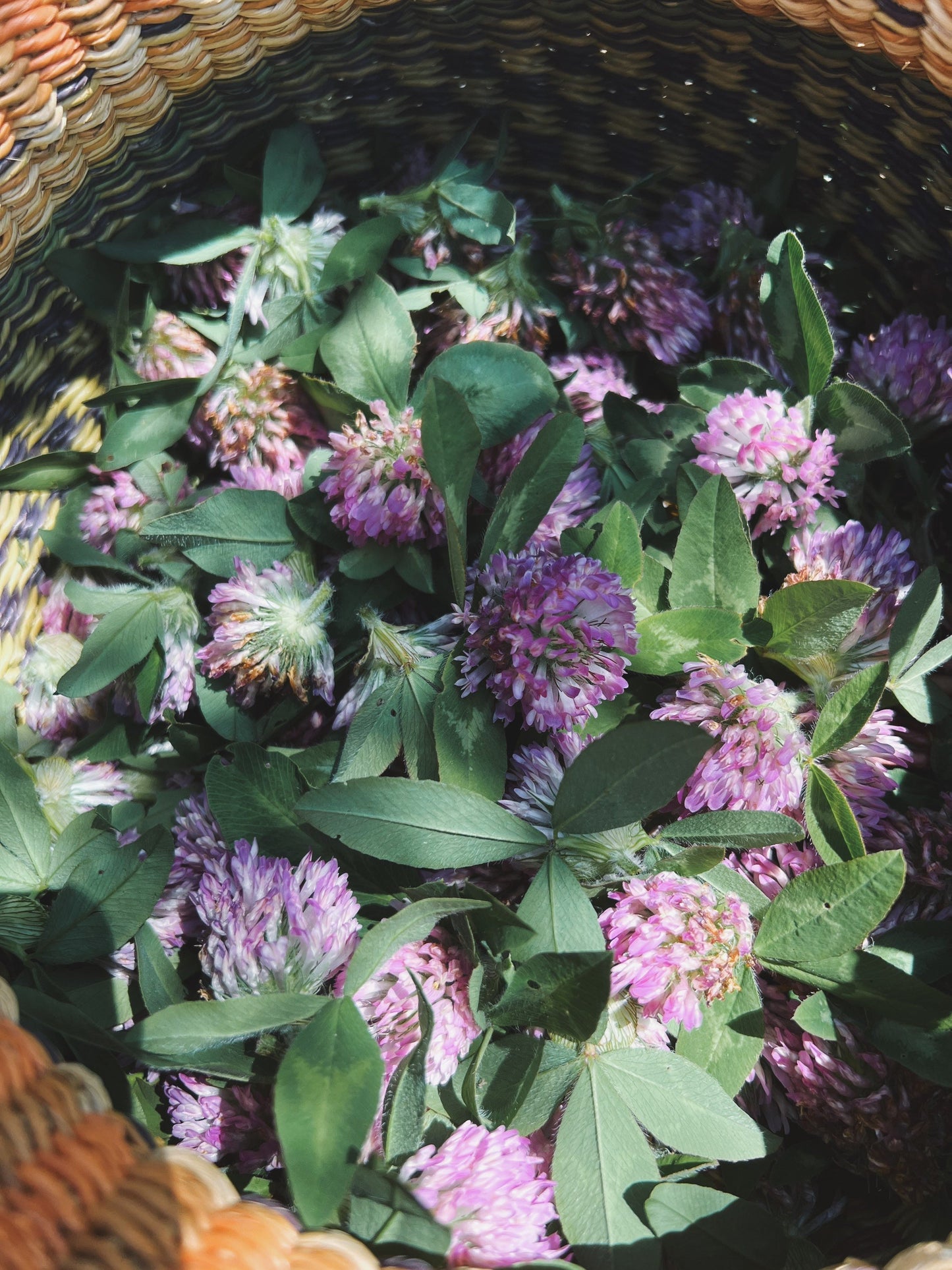Red Clover Tincture