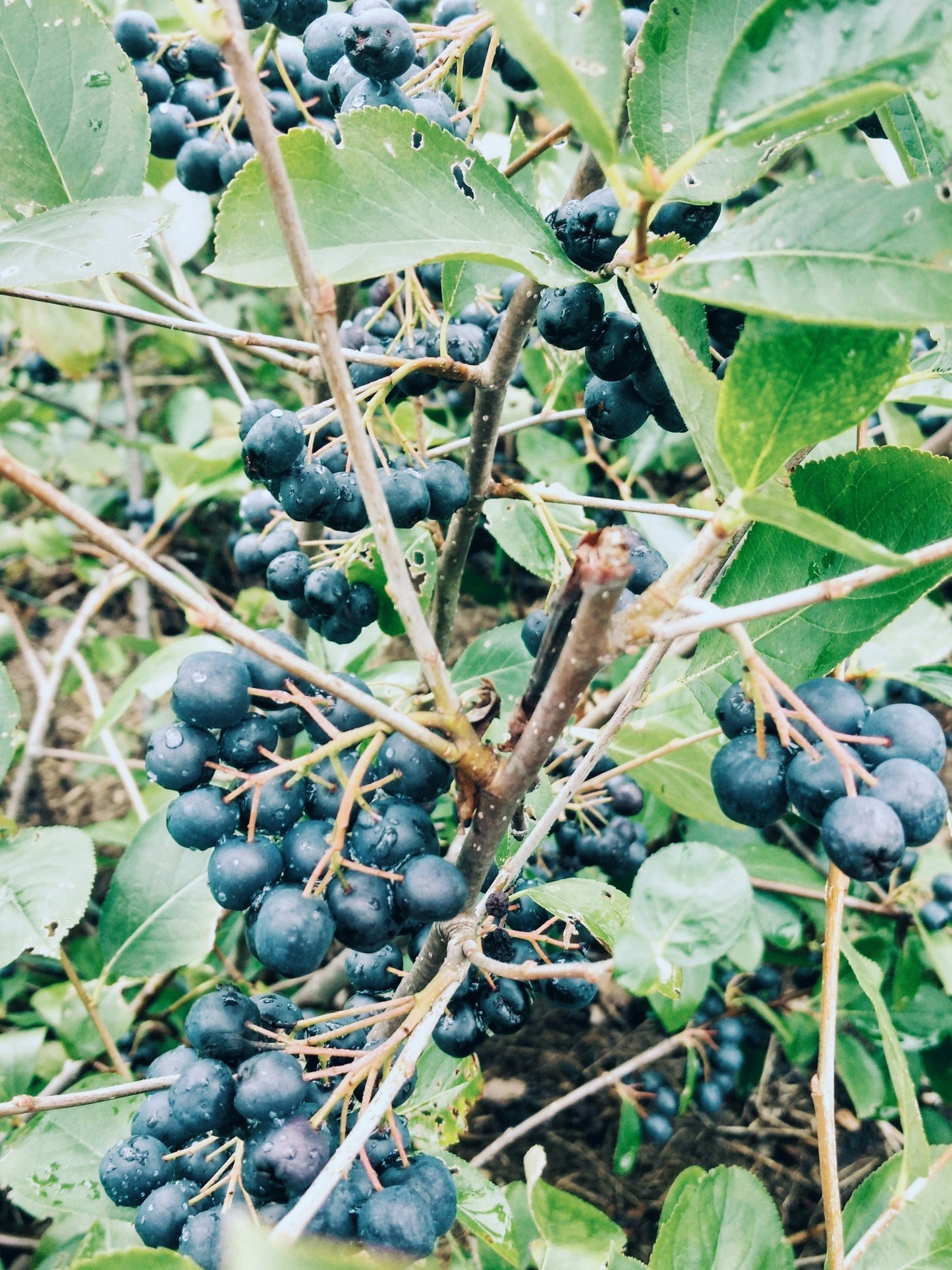 Elderberry Syrup