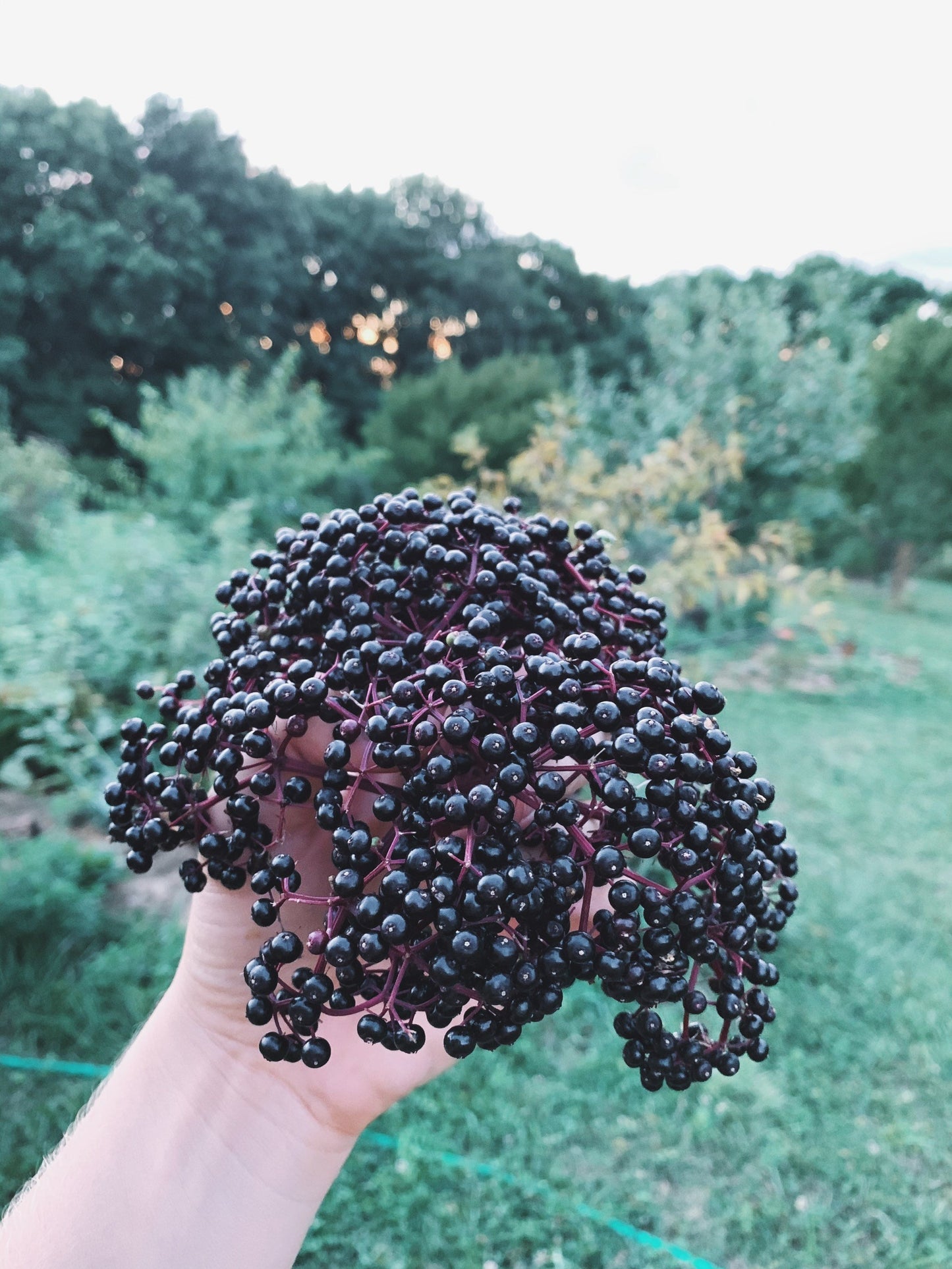 Elderberry Syrup