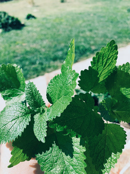 Lemon Balm Tincture