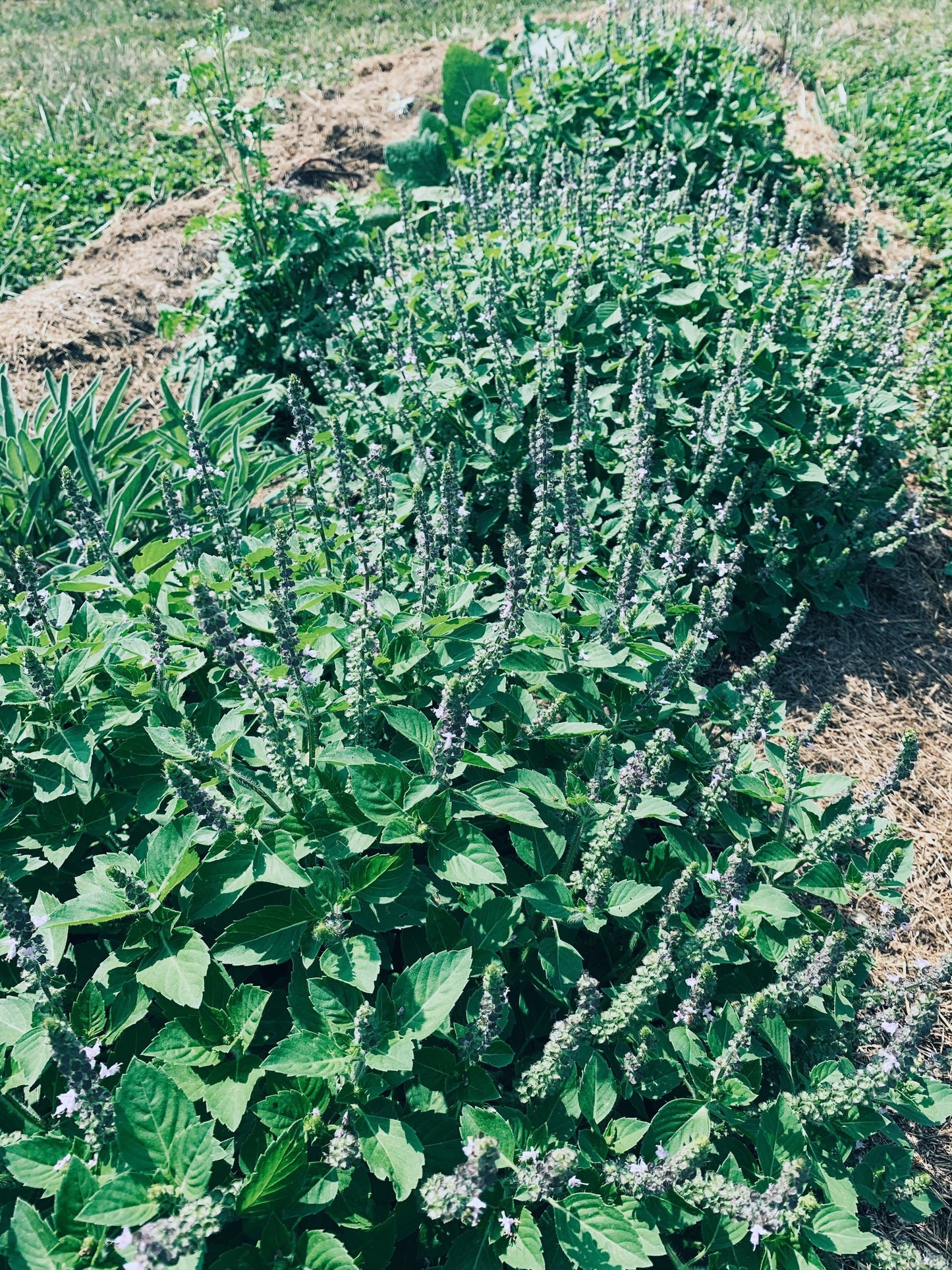 Tulsi Oxymel